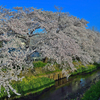 2015年桜