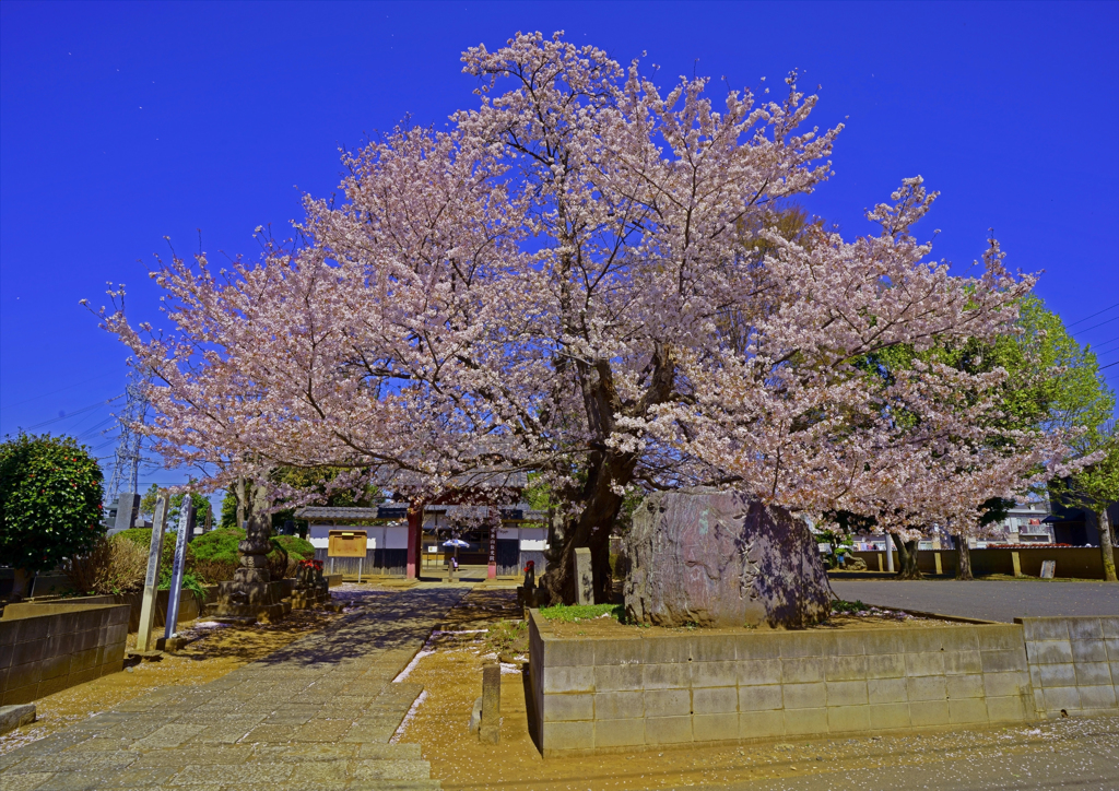 放光院の桜の大木