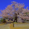 放光院の桜の大木