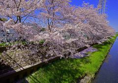 芝川の桜