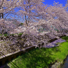芝川の桜