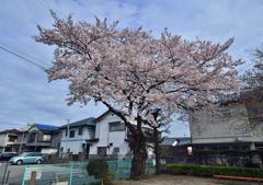 上尾の桜