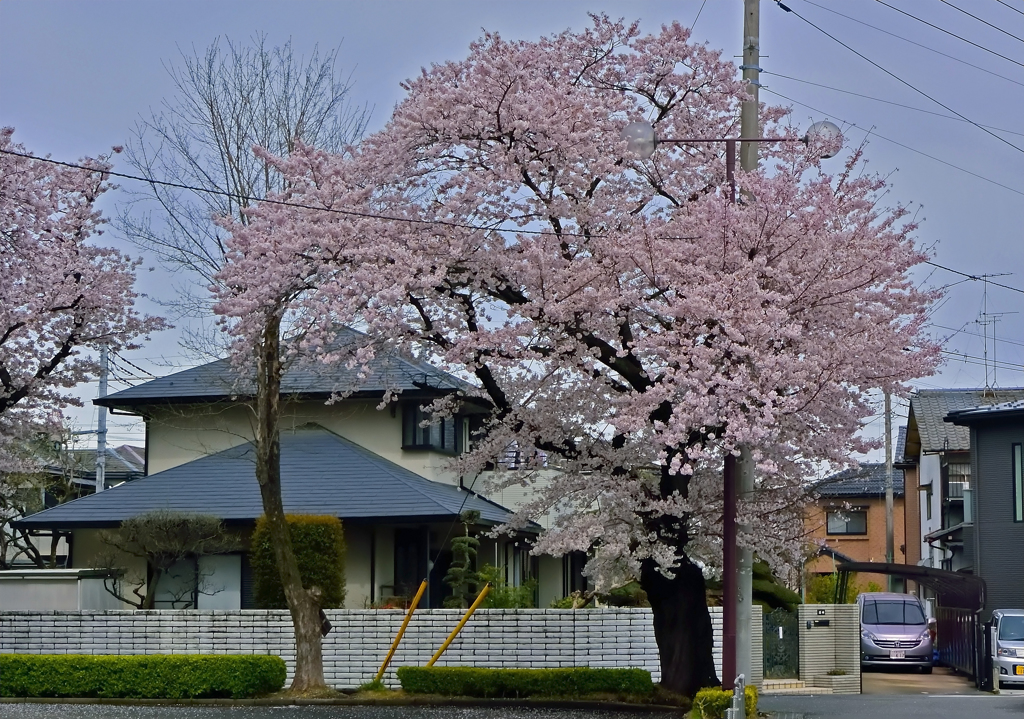 上尾の桜