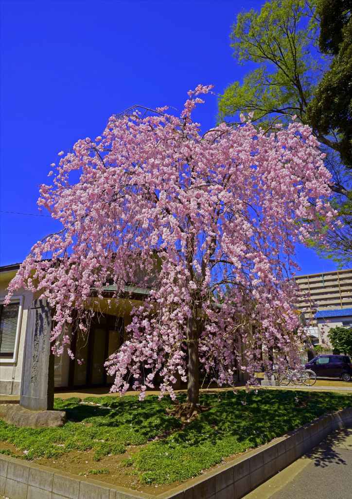 谷津観音堂の枝垂れ桜