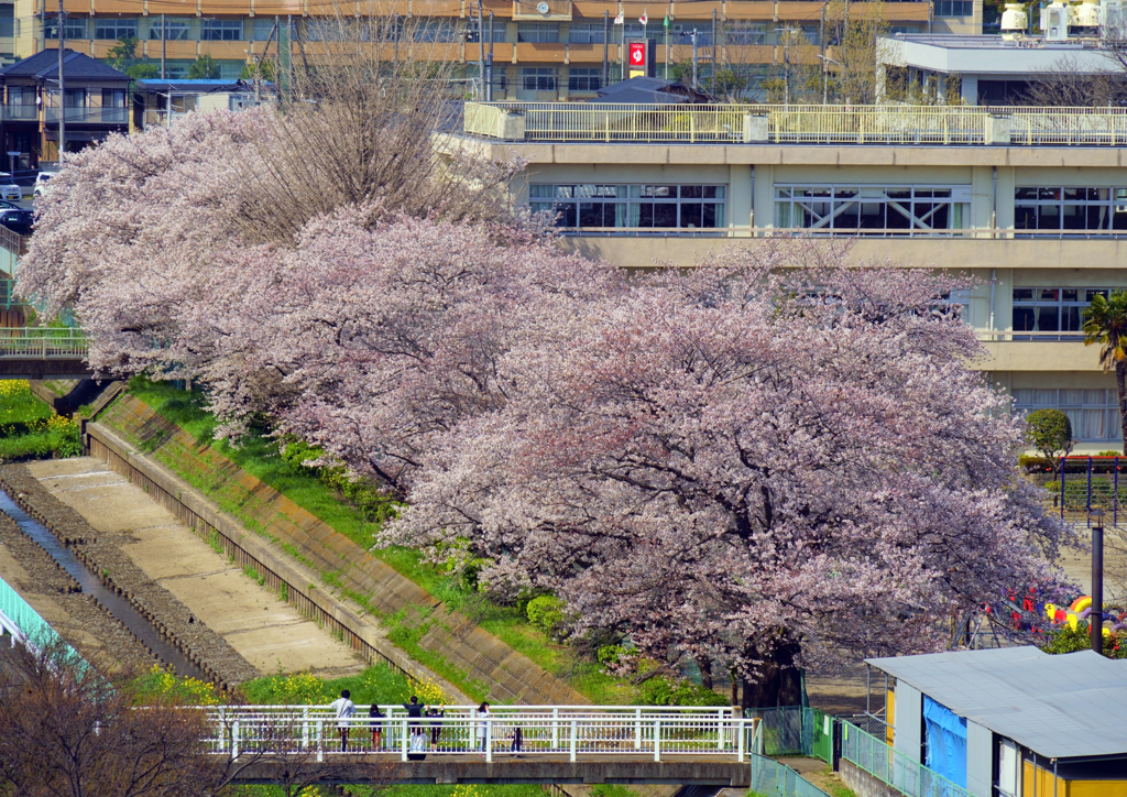 春爛漫