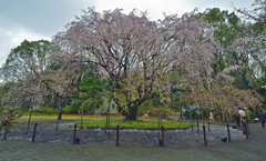 六義園 枝垂桜