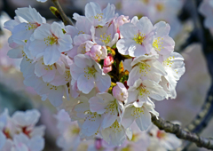 咲き始めたばかりの桜の葉