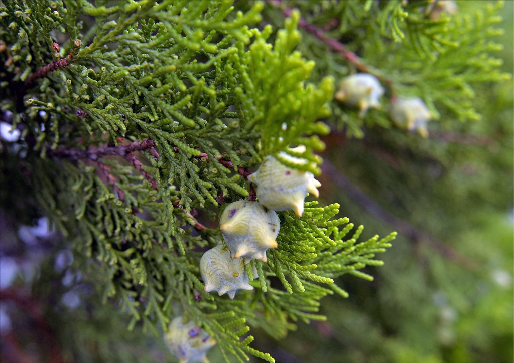 ゴールドクレスト