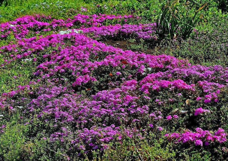 芝桜