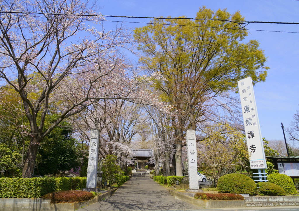 お寺の春、間もなく満開