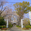 お寺の春、間もなく満開