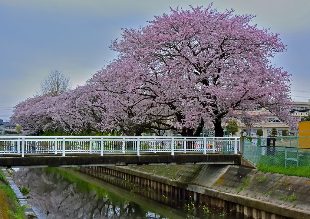 上尾の桜