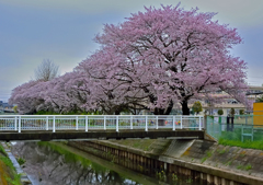 上尾の桜