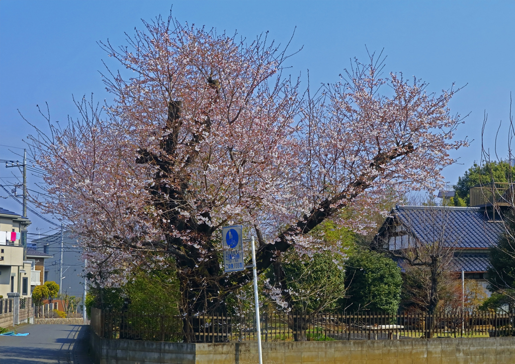 2017桜