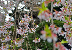 玉蔵院
