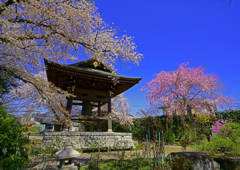 十連寺の鐘楼と桜
