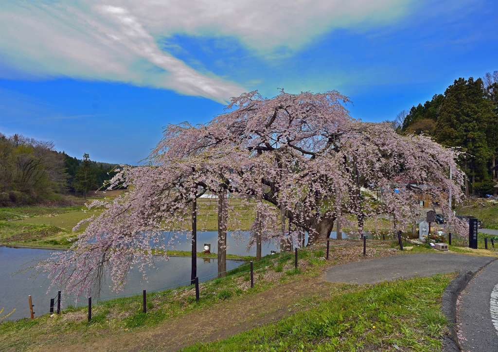 中島 の 地蔵 桜