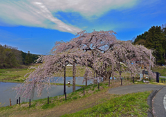 中島の地蔵桜