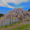 中島の地蔵桜