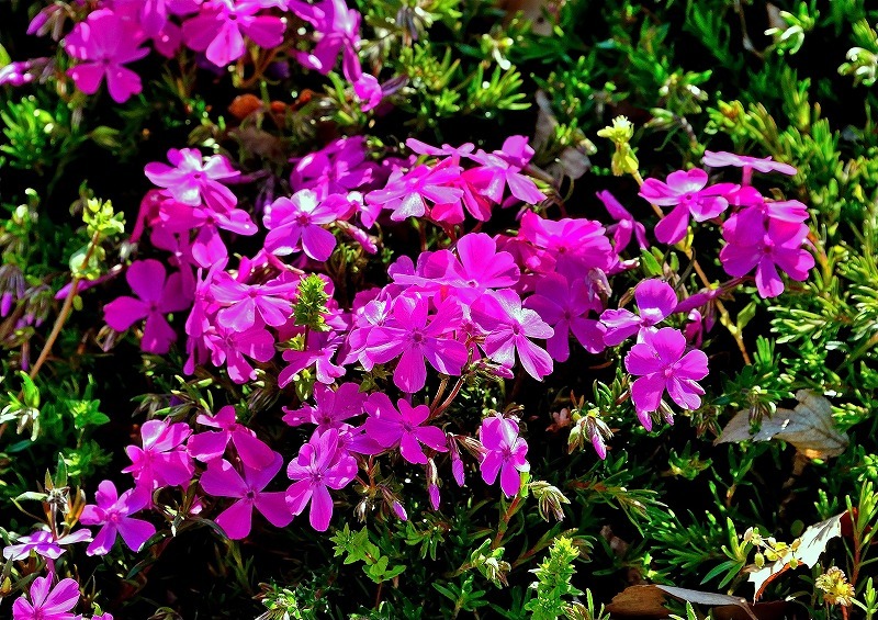 芝桜