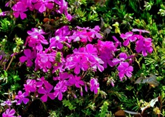芝桜