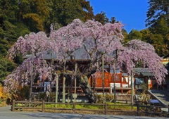 太山寺枝垂れ桜