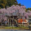 太山寺枝垂れ桜