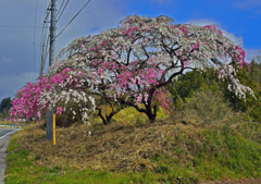 八重桜