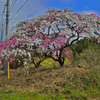 八重桜