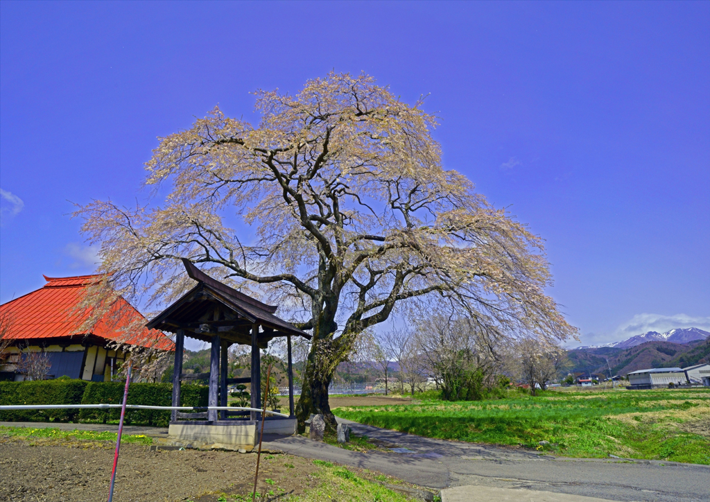 寺＆雪山＆枝垂れ桜