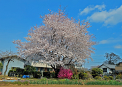 2017上尾の桜