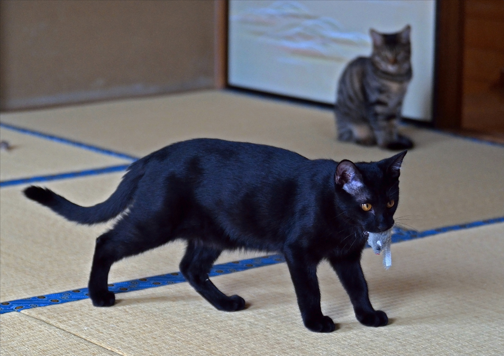 捕ったぞ