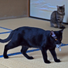 捕ったぞ