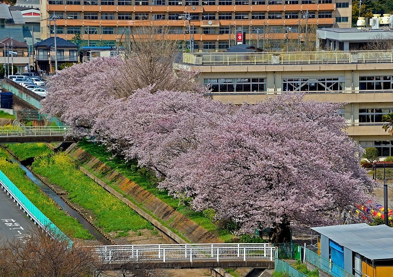 東小学校