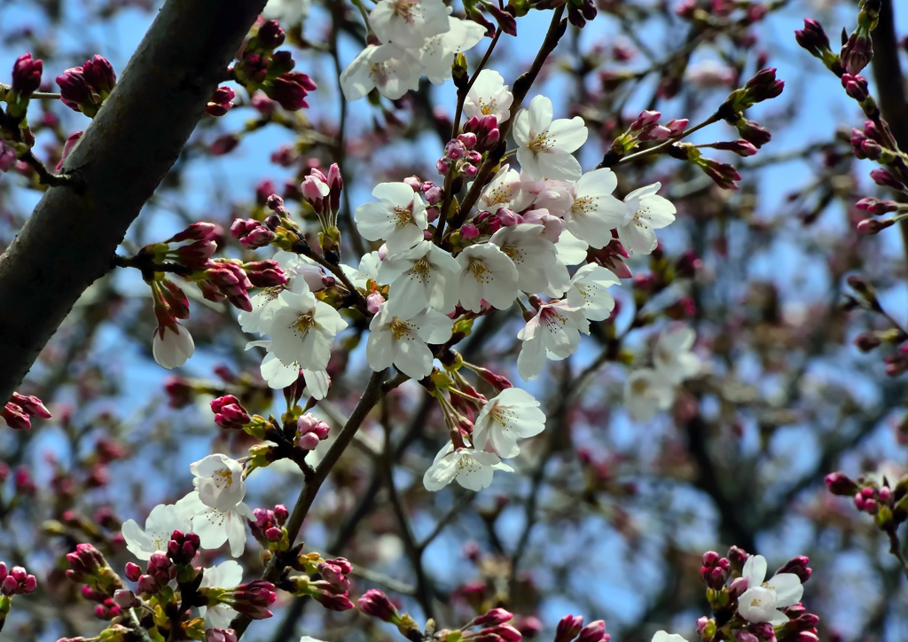 桜