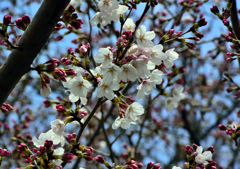 桜