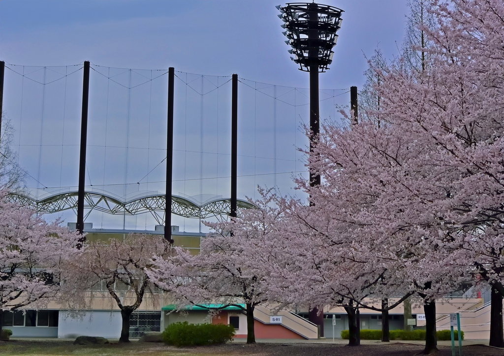 上尾の桜