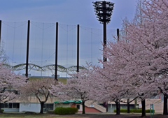 上尾の桜