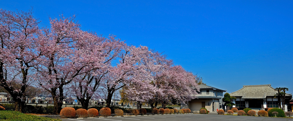 観蔵院