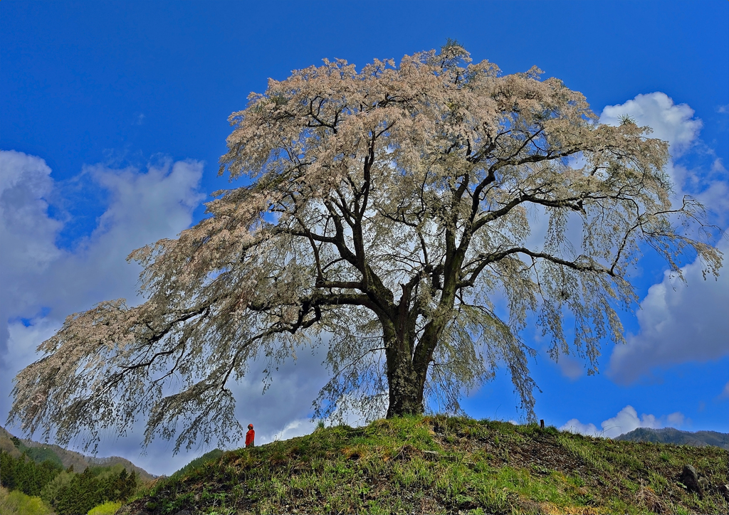 上発地の枝垂れ桜