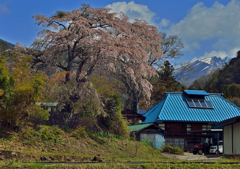群馬の桜