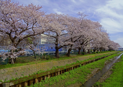 春爛漫