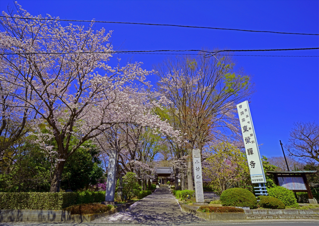 東栄寺の桜の玄関