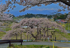 中島の地蔵桜