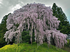 合戦場のしだれ桜