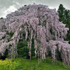 合戦場のしだれ桜
