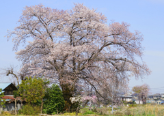 一本桜