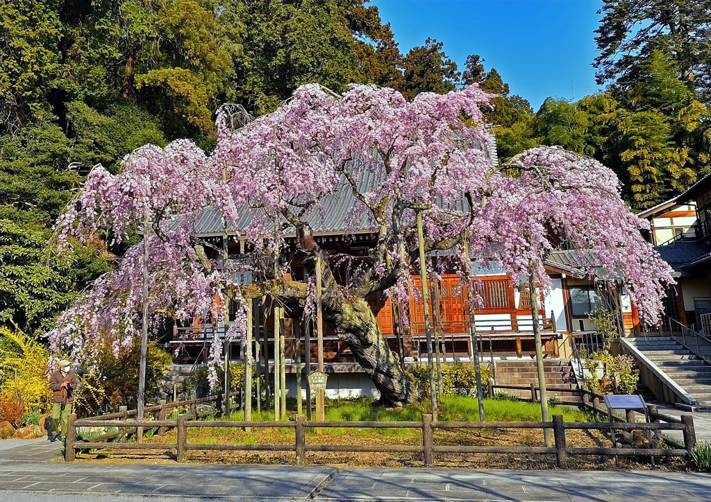 太山寺枝垂れ桜