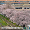 東小学校