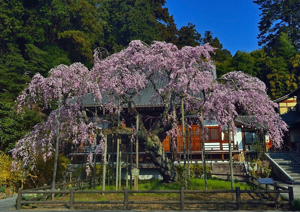 太山寺枝垂れ桜